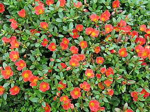 Portulaca 'Mojave Tangerine' Impossible d'afficher l'image