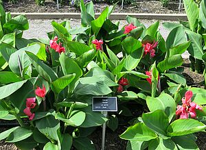 Impossible d'afficher l'image