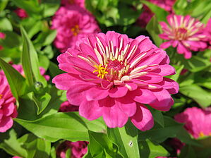 Zinnia 'Holi Pink' Impossible d'afficher l'image
