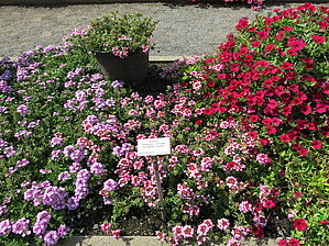 Verbena Obsession Cascade 'Burgundy Twister' Impossible d'afficher l'image