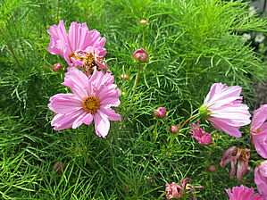 Impossible d'afficher l'image