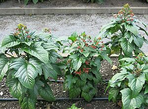 Impossible d'afficher l'image