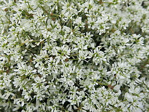 Impossible d'afficher l'image