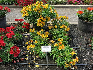 Alstroemeria 'Colorita Arcane' Impossible d'afficher l'image