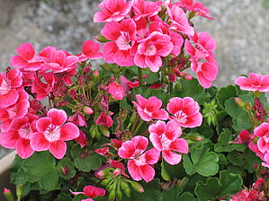 Impossible d'afficher l'image