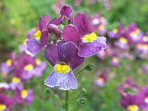 Impossible d'afficher l'image