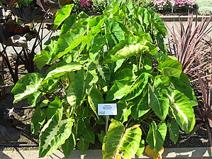 Impossible d'afficher l'image