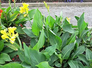 Impossible d'afficher l'image