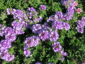 Verbena Superbena Sparkling 'Amethyst Imp' Impossible d'afficher l'image
