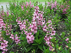 Angelonia 'Serinita Pink' Impossible to display the image