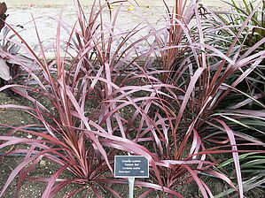 Impossible d'afficher l'image