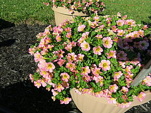 Impossible d'afficher l'image