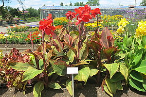 Impossible to display the image