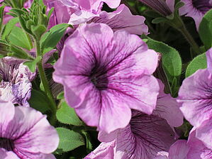 Petunia Tea 'Purple Vein' Impossible d'afficher l'image