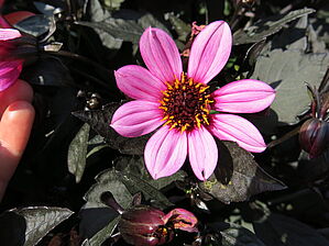 Impossible d'afficher l'image