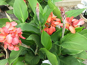 Impossible d'afficher l'image