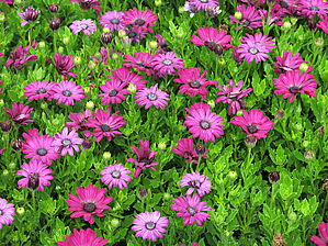 Impossible d'afficher l'image