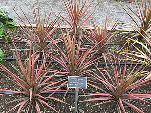 Impossible d'afficher l'image