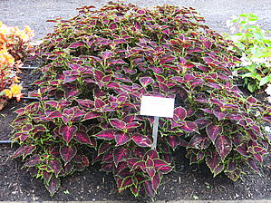 Plectranthus 'Pink Tricolor' Impossible d'afficher l'image