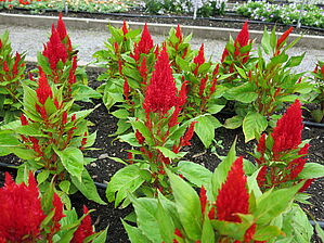 Impossible d'afficher l'image