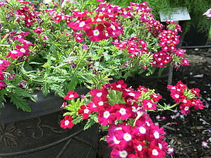 Verbena (pot) Obsession cascade 'Burgundy with Eye' Impossible d'afficher l'image