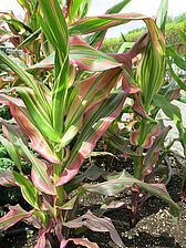 Zea Mays 'Pink Zebra' Impossible d'afficher l'image