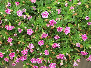 Impossible d'afficher l'image