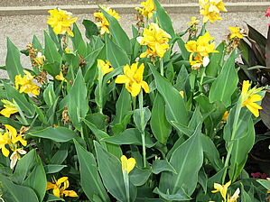 Impossible d'afficher l'image