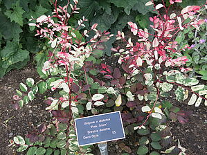 Breynia 'Pink Snow' Impossible to display the image