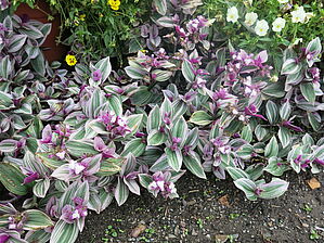 Tradescantia 'Bubble Gum' Impossible d'afficher l'image