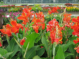 Impossible d'afficher l'image