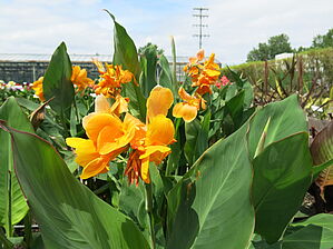 Impossible d'afficher l'image