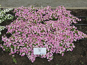 Impossible d'afficher l'image