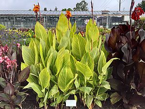 Impossible d'afficher l'image