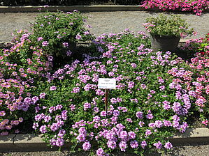 Verbena Lanai 'Twister Star Purple' Impossible d'afficher l'image