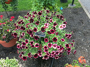 Impossible d'afficher l'image