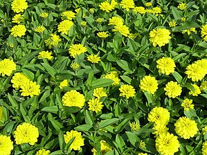Zinnia 'Double Zahara Yellow' Impossible d'afficher l'image