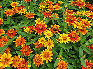 Zinnia 'Sunburst' Impossible d'afficher l'image