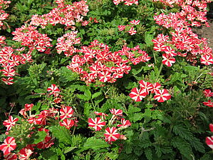 Verbena 'Lanai Red Star' Impossible d'afficher l'image