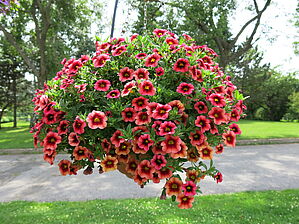 Calibrachoa 'Superbells Coralberry Punch' Impossible to display the image