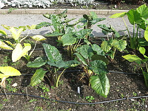 Alocasia 'Yuccatan's Prince' Impossible d'afficher l'image