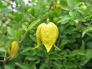 Impossible d'afficher l'image