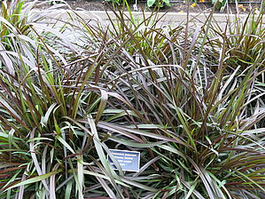 Impossible to display the image