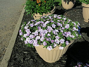 Impossible d'afficher l'image