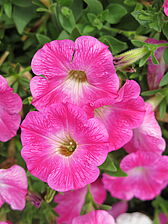 Petunia Tea 'Rose Morn' Impossible d'afficher l'image