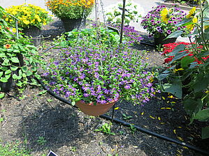 Scaevola 'Surdiva Blue Violet' Impossible d'afficher l'image
