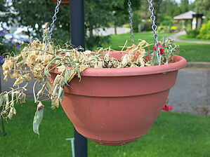 Impossible d'afficher l'image