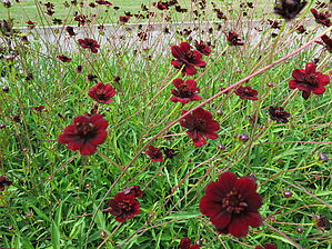 Impossible d'afficher l'image