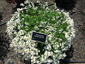 Impossible d'afficher l'image