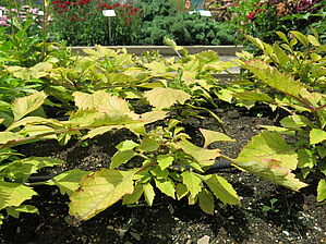 Impossible d'afficher l'image